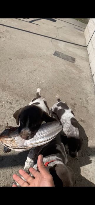 Курцхаар  щенки .