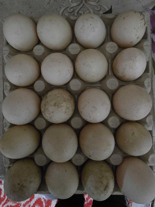 Oua de gaina ,rata ,gasca