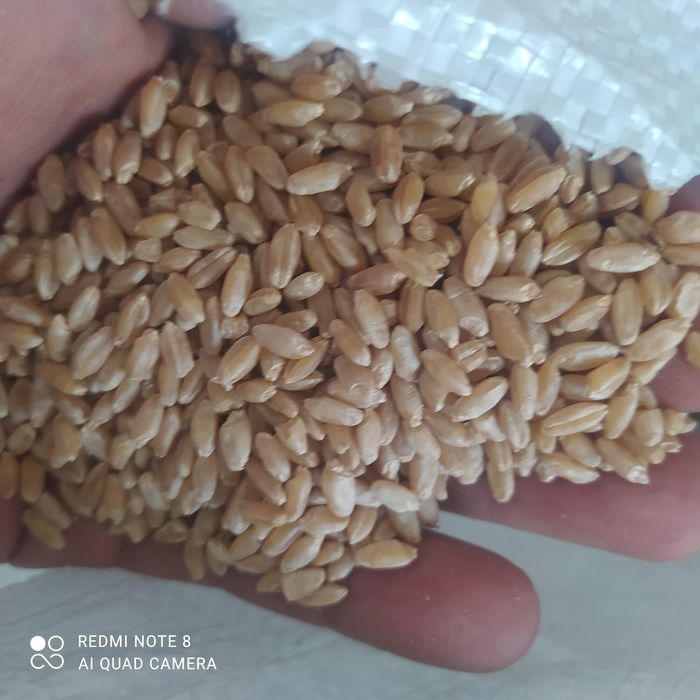 Реализуем зерновые культуры