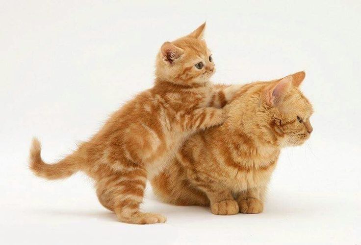 Motănel American shorthair orange tabby