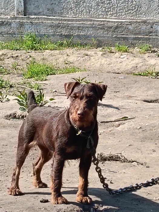 Ягдтерер ургашы коныр