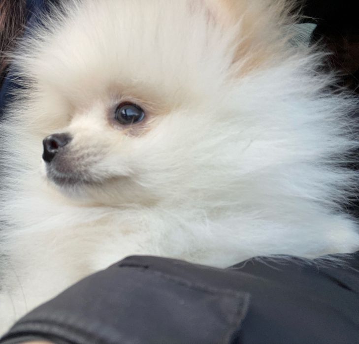 маленький щенок, шпиц