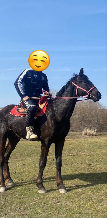 кокпар ат , құнан.