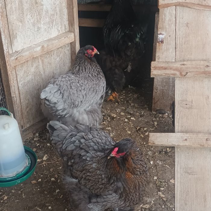 Familii Cochin galben uriaș și Brahma negru și albastru