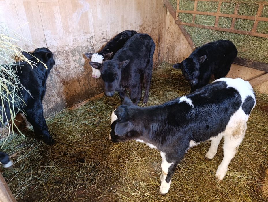 Телята бычки 5 голов