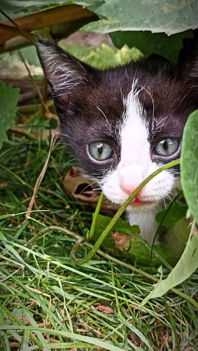 Котята отдам в хорошие руки