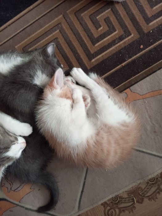 Отдам котят бесплатно