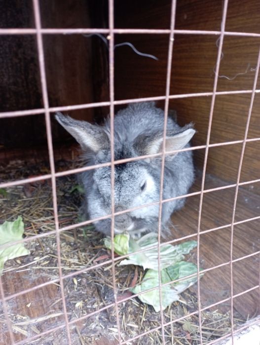 Продаю кроликов  недорого