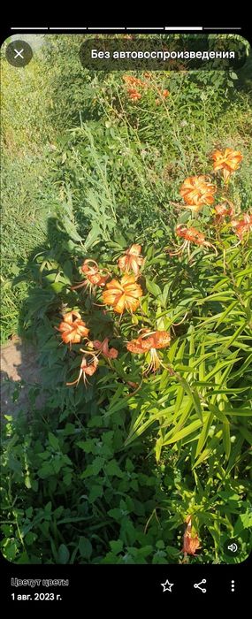 Продам дачу, келещек, геолог 3