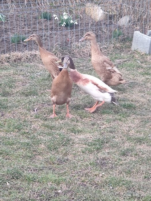 oua pentru incubat rate indiene pentru melci