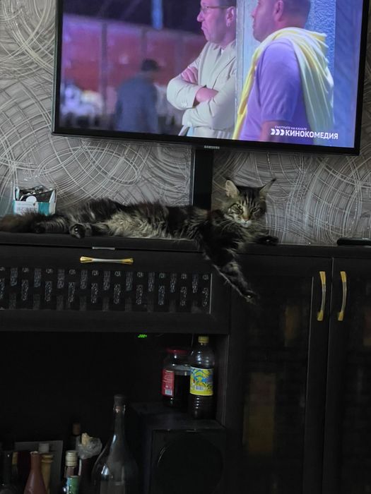 Котята Мейн -кун