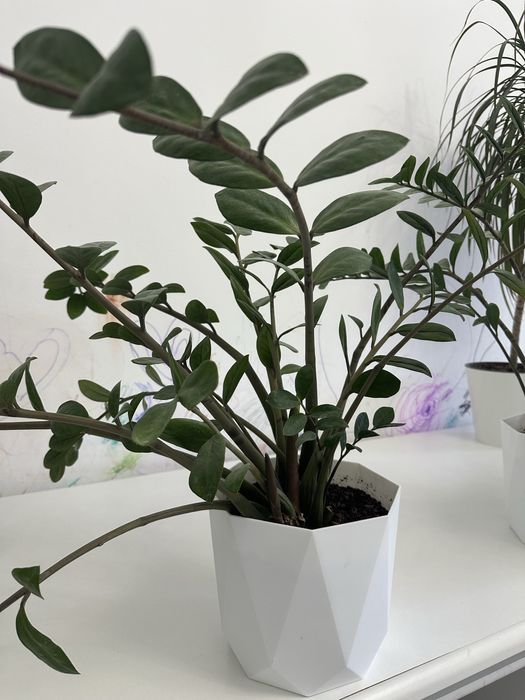 Продам комнатные цветы