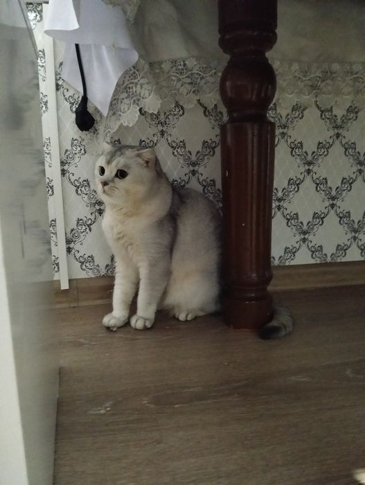 Марғау (Кошка)  Шиншилла СРОЧНО