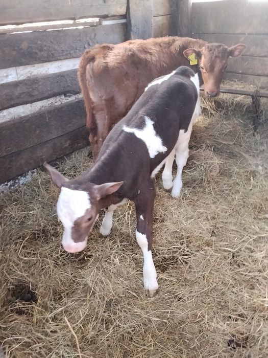 Продам тёлочку от семинталькой коровы