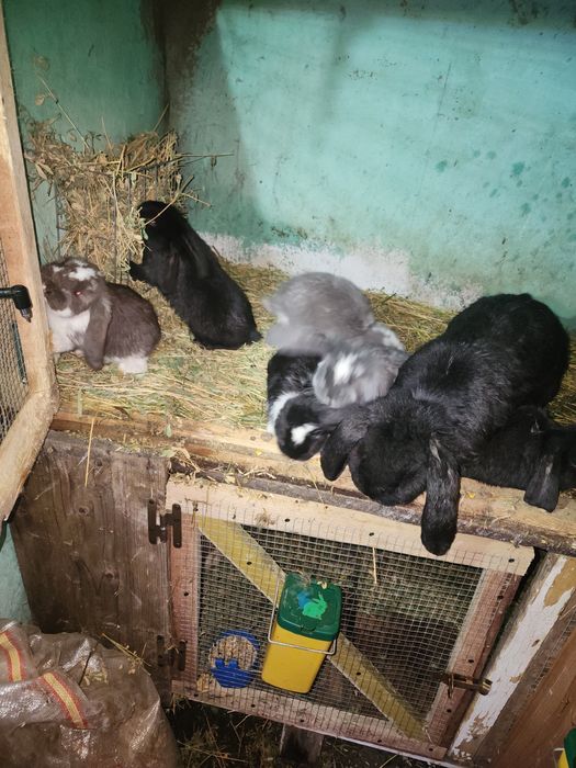 Iepuri berbec german