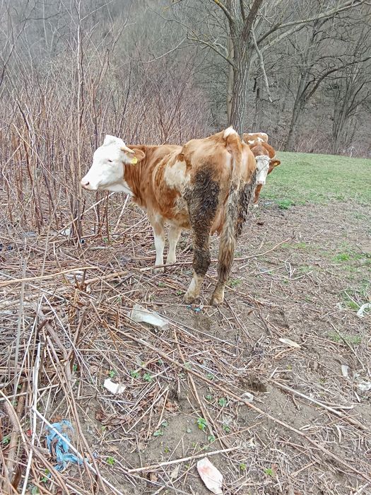 Junincă de vânzare