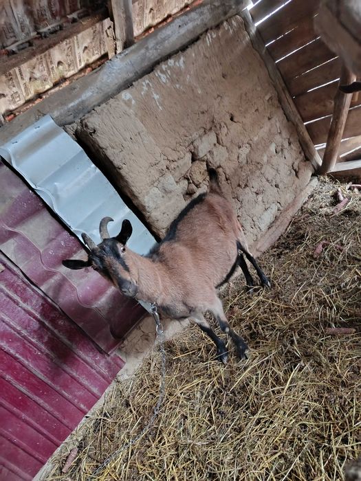 Alpina franceza gestante