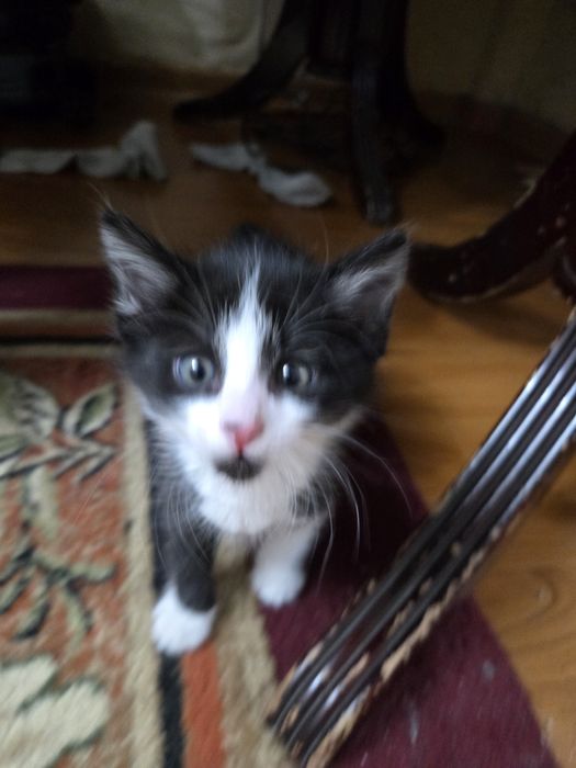 Отдам котёнка на добрые руки