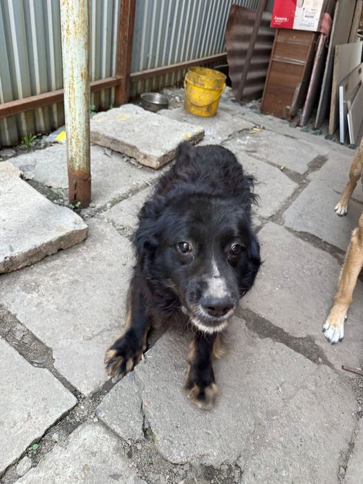 Отдам собаку в хорошие руки