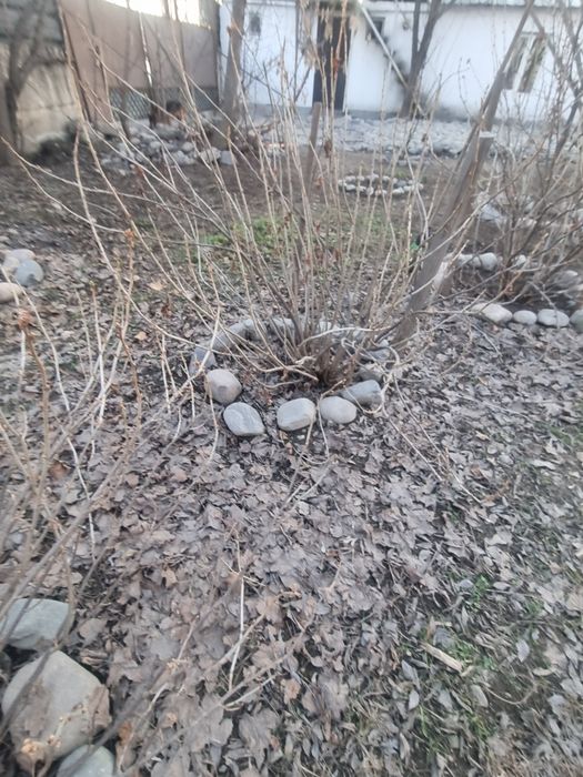 Продам большой куст смородины