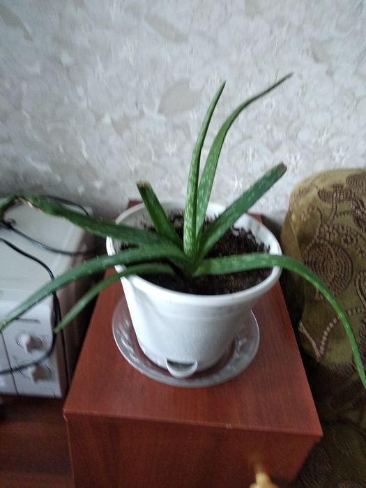 Продам лечебный аллое 2000 тенне