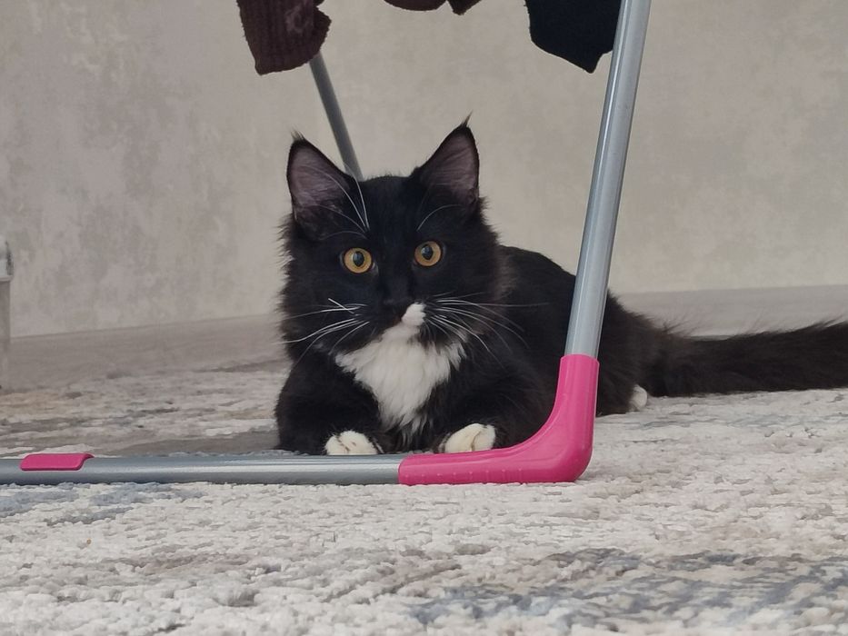 Кот, отдам в хорошие руки