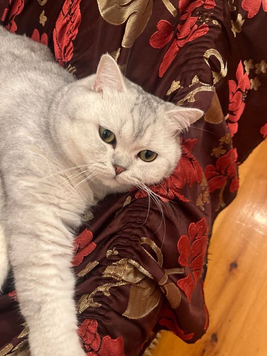 Британский кот ищет любящюю семью! Паспорт и прививки имеются.