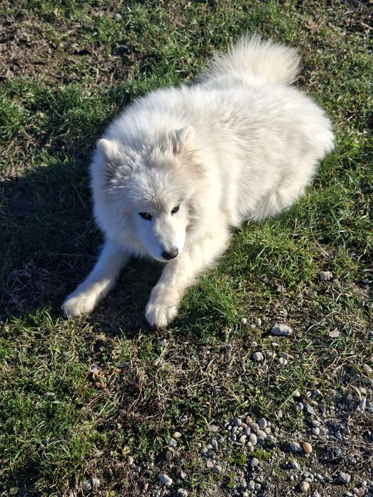 De vânzare caine samoyed