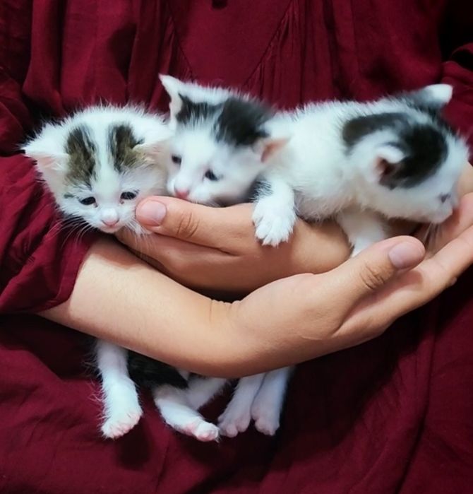 Котята в добрые руки