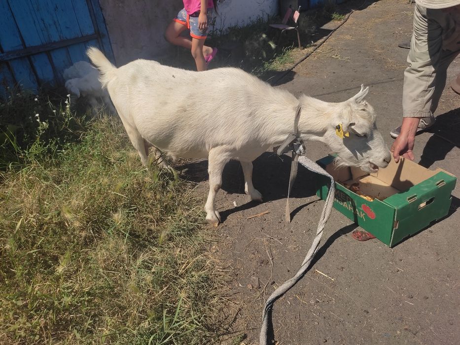 Продам козу дойную