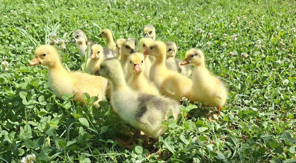 Продавам гъски и гъсета