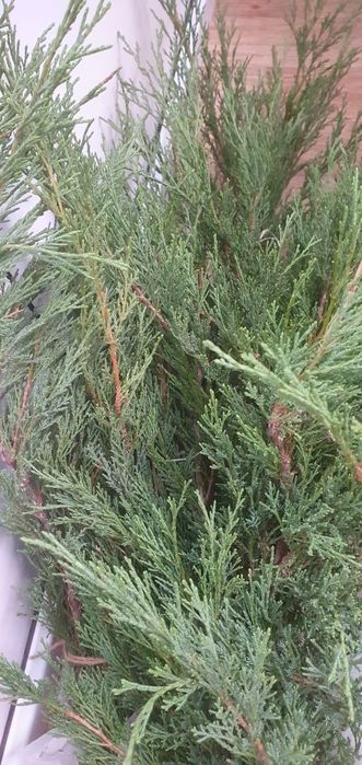 Можжевельник-3 тыс. тенге.