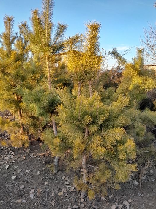 Продам сосны ,,,