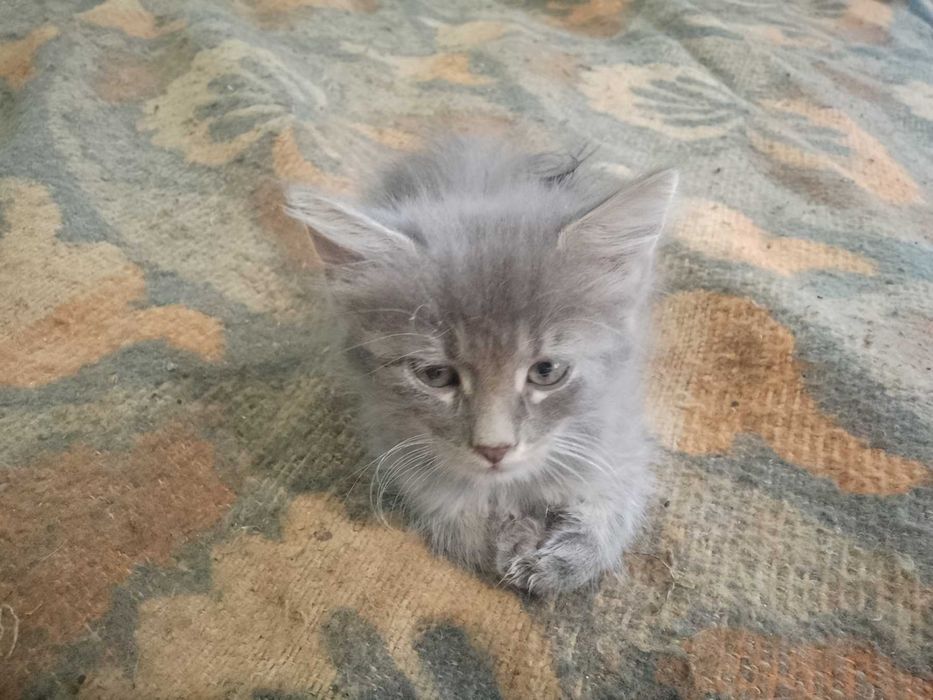 Подарявам котенца