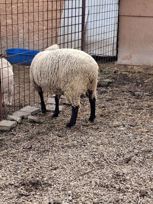 Oaie cap negru german tanara