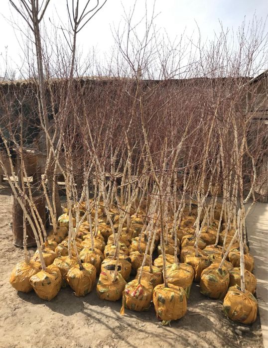 Саженцы всех видов