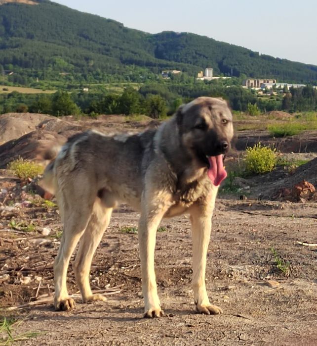 Кангал, Турски Кангал