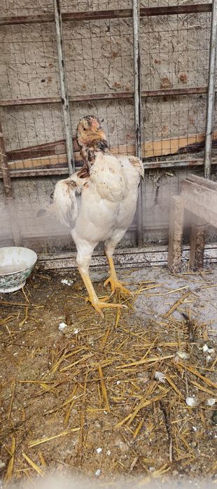 Kulangi Tovuq Pixli                         
 tanachi  tuhumga kip qo1