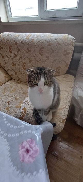 Кот по кличке Томик