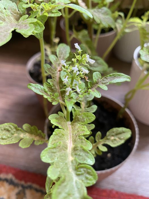 Колеусы,монстера,маранта,женское счастье