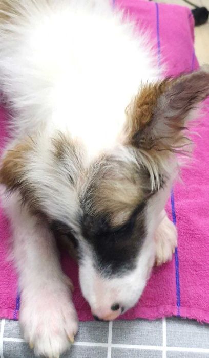 отдам щенков в хорошие руки