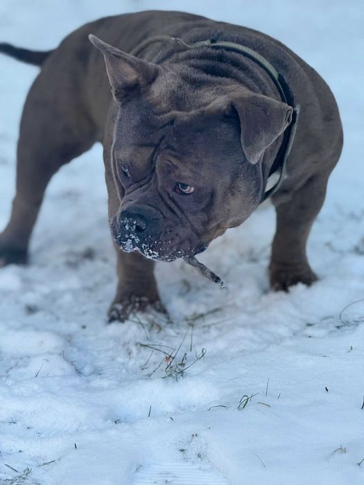 American Bully Merle