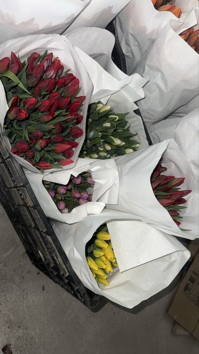 Тюльпаны оптом 385.Прямая поставка