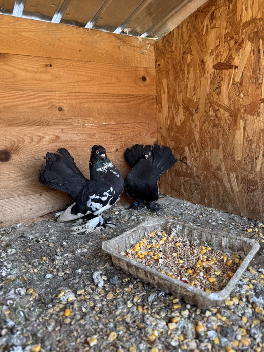 Pereche porumbei rostow