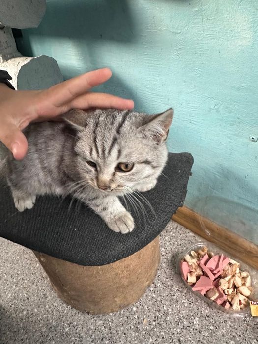 Срочно. Отдам котенка в добрые руки