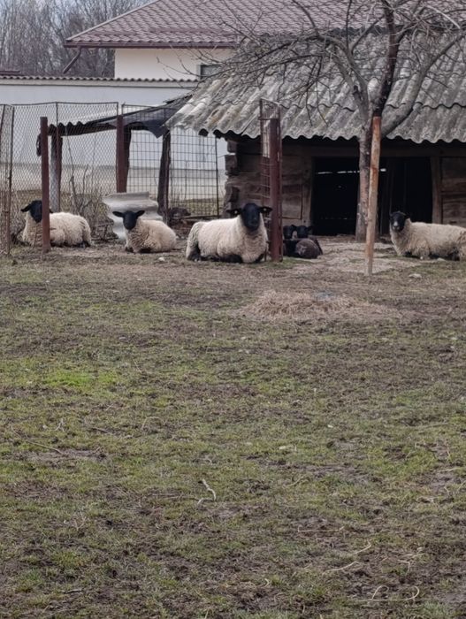 Oi suffolk de vanzare