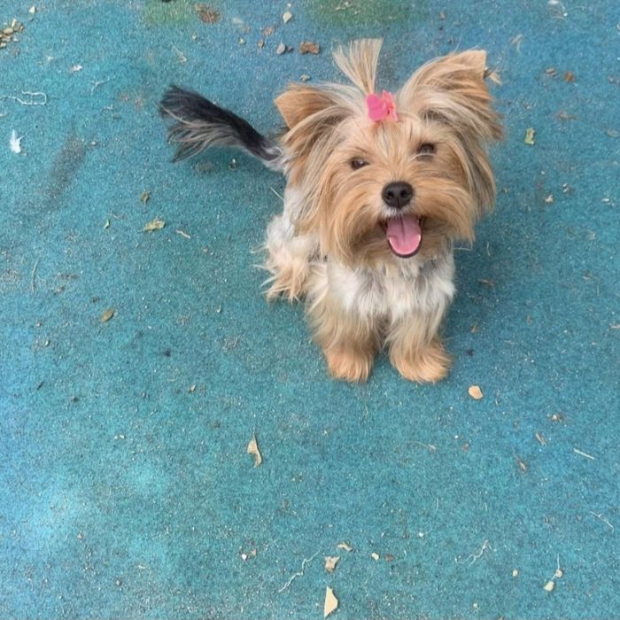 Йоркширски териер ,Йорки