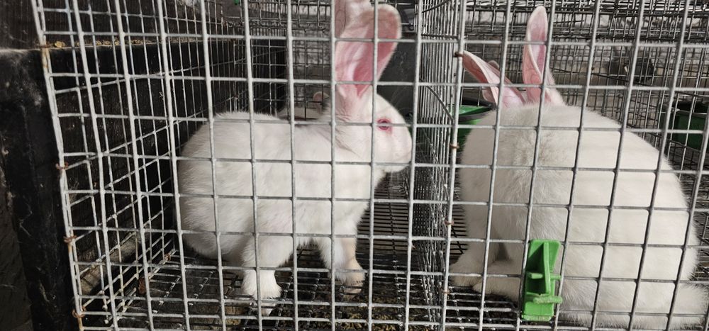 Vand iepuri Hycole francez si Panon alb, varsta 4-6 saptamani - 3 luni