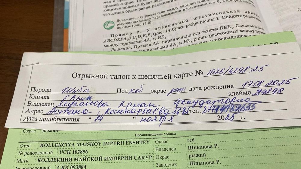 Продам щенка сиба-ину