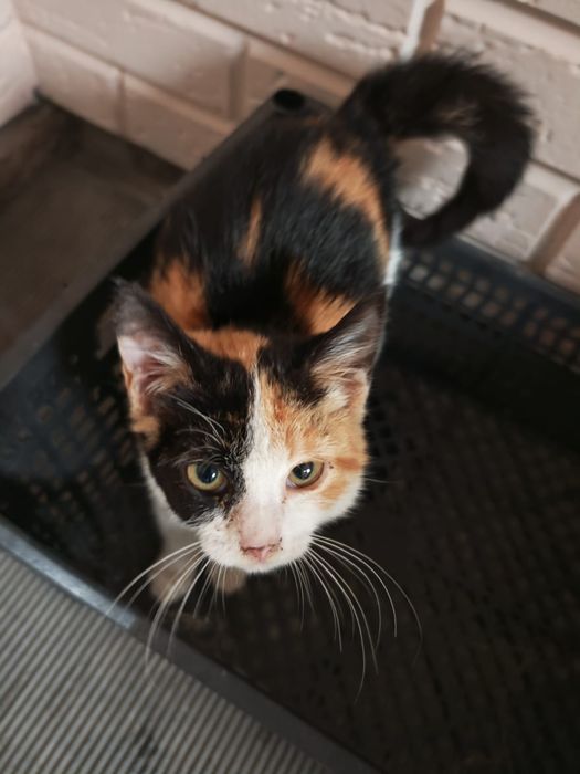 Котёнок девочка ищет любящих хозяев!